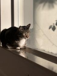 Lost Male Cat last seen Near ave & miami lakes Dr , Miami Lakes, FL 33014