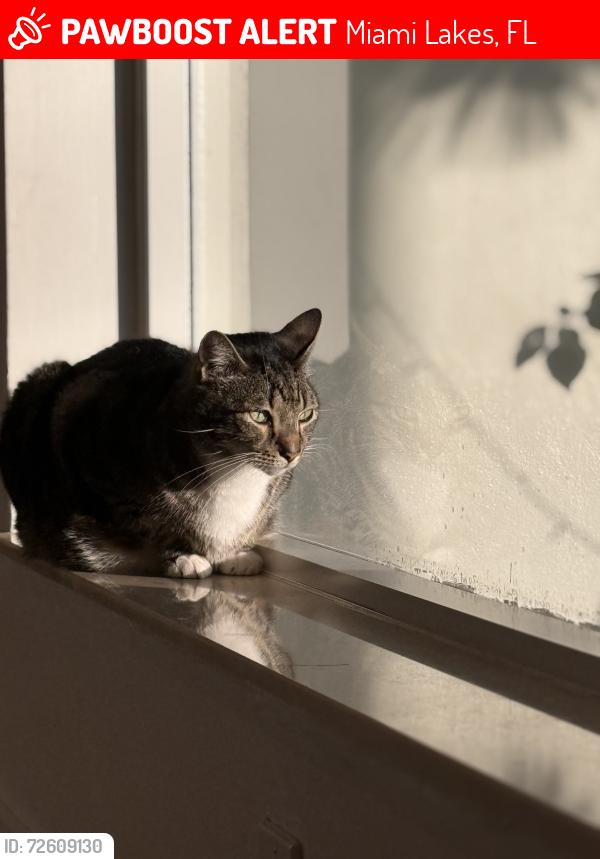 Lost Male Cat last seen Near ave & miami lakes Dr , Miami Lakes, FL 33014