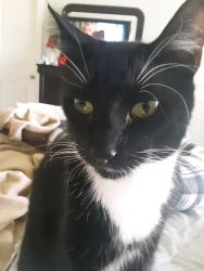 Reunited Male Cat last seen Sleep Inn- Veterans Parkway , Garner, NC 27520