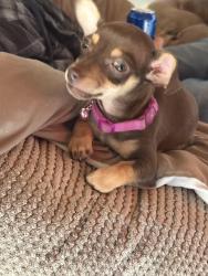 Lost Female Dog last seen Patton way , Bakersfield, CA 93308