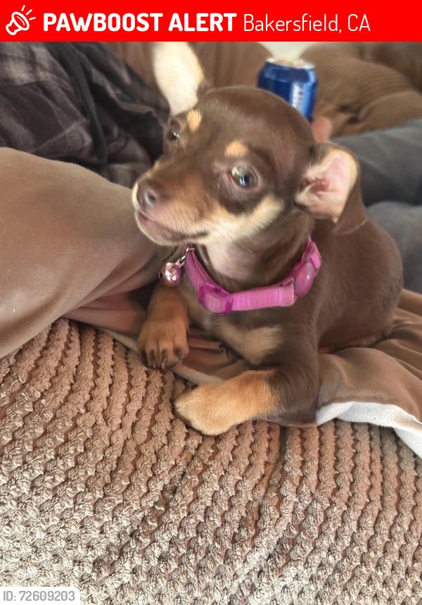 Lost Female Dog last seen Patton way , Bakersfield, CA 93308