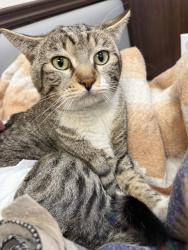Found/Stray Male Cat last seen East Twain Avenue and University Center Drive, Las Vegas, NV 89169