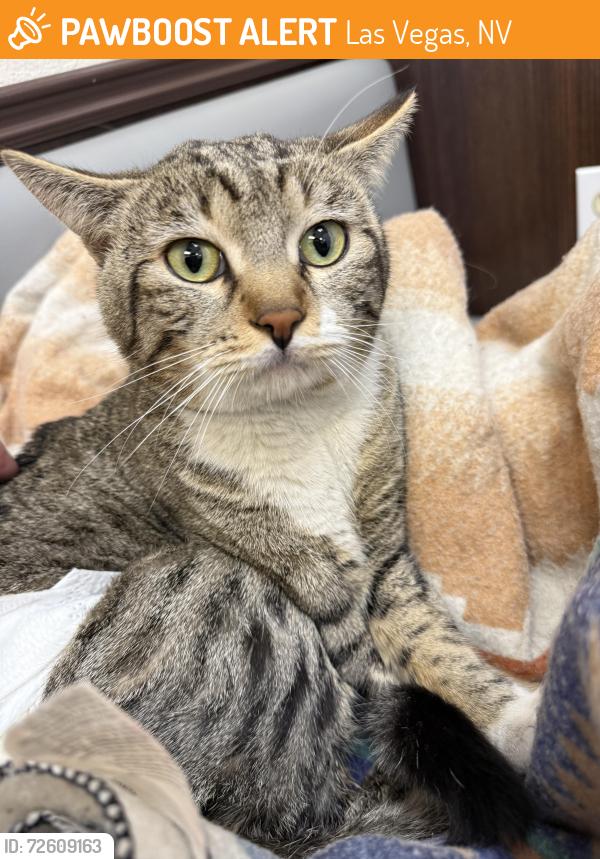 Found/Stray Male Cat last seen East Twain Avenue and University Center Drive, Las Vegas, NV 89169