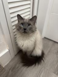 Lost Male Cat last seen Townhouses in front of bagel bar , North Miami, FL 33181