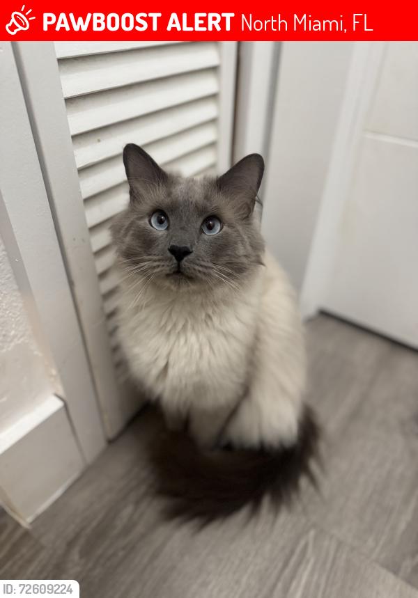 Lost Male Cat last seen Townhouses in front of bagel bar , North Miami, FL 33181