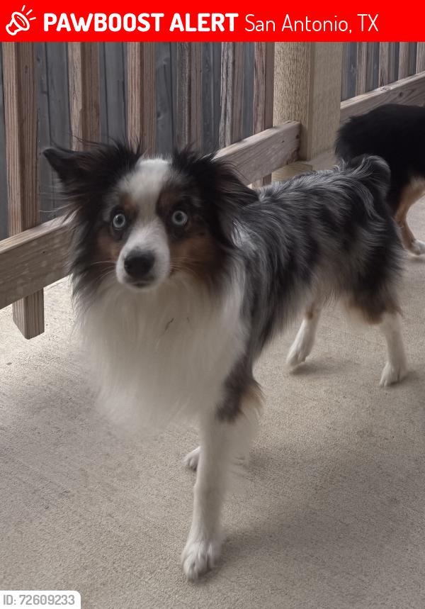 Lost Male Dog last seen Macoun and Jonagold, San Antonio, TX 78252
