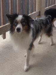 Lost Male Dog last seen Macoun and Jonagold, San Antonio, TX 78252