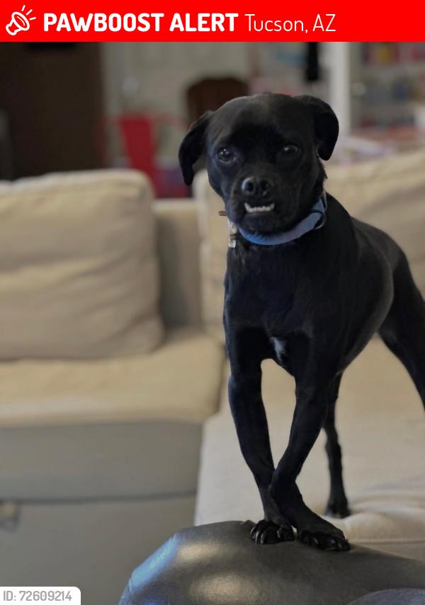 Lost Female Dog last seen N Oracle Rd & W River Rd, Tucson, AZ 85704