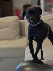 Lost Female Dog last seen N Oracle Rd & W River Rd, Tucson, AZ 85704