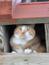 Lost Male Cat last seen Sloth St nw zimmerman, mn, Stanford Township, MN 55398