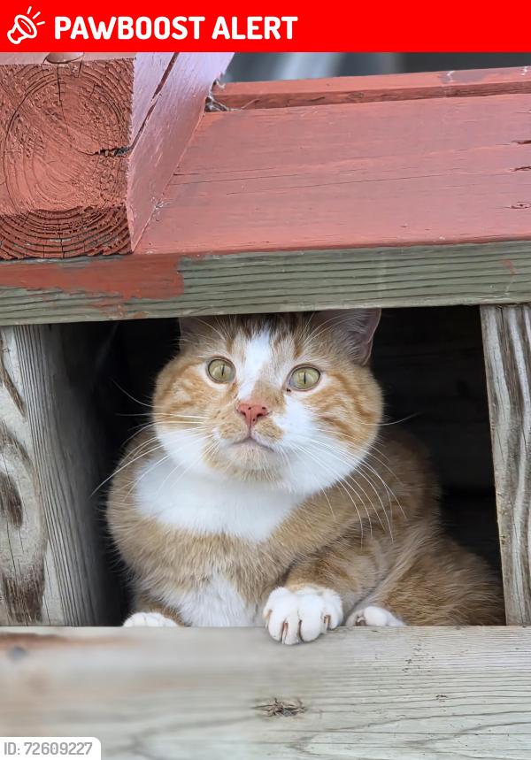 Lost Male Cat last seen Sloth St nw zimmerman, mn, Stanford Township, MN 55398
