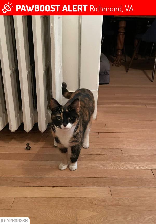 Lost Female Cat last seen Chesterfield ave and 30th st , Richmond, VA 23225