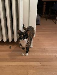 Lost Female Cat last seen Chesterfield ave and 30th st , Richmond, VA 23225