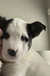 Lost Female Dog last seen Near CR 178, Tyler, TX 75703