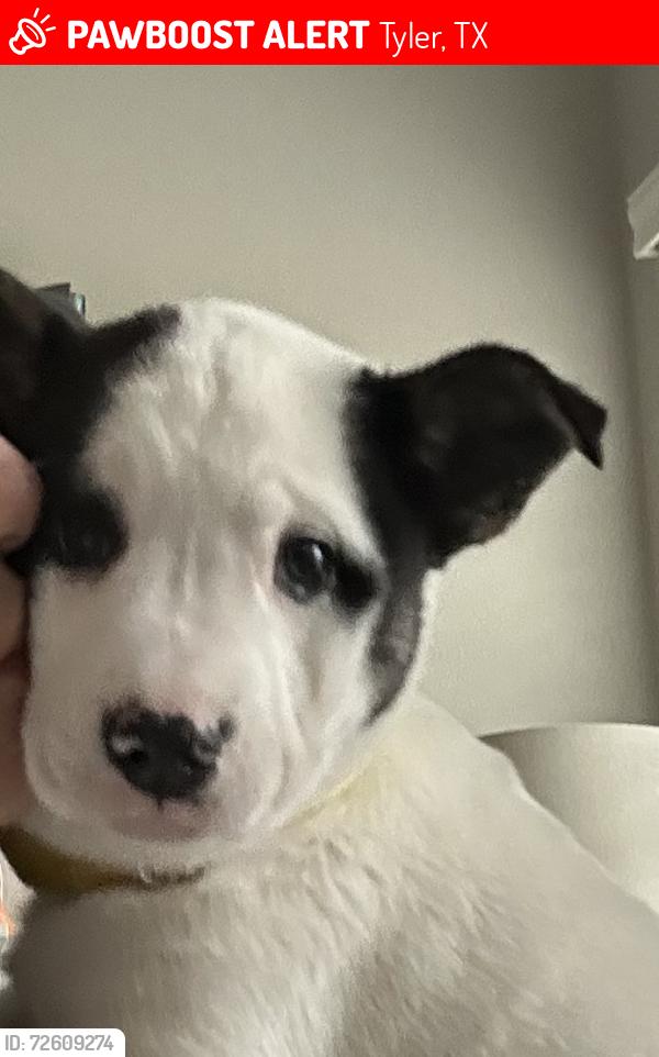 Lost Female Dog last seen Near CR 178, Tyler, TX 75703