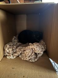 Found/Stray Unknown Cat last seen Off of temple, on Piedmont in colonial heights/south chesterfield, Colonial Heights, VA 23834