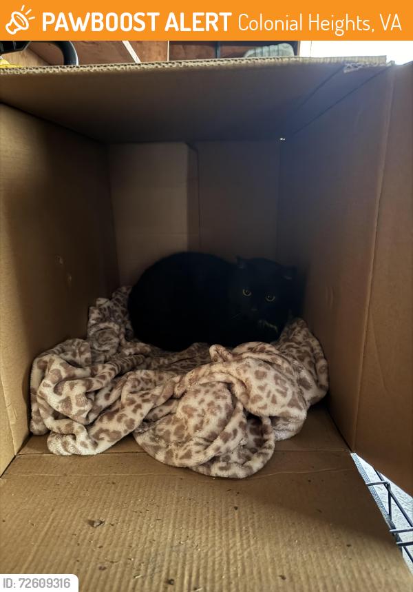 Found/Stray Unknown Cat last seen Off of temple, on Piedmont in colonial heights/south chesterfield, Colonial Heights, VA 23834
