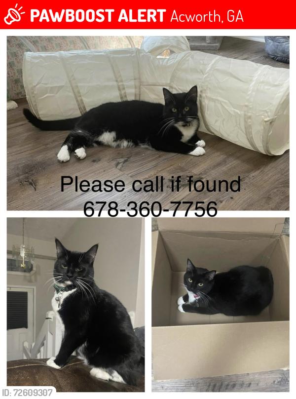 Lost Female Cat last seen Kellogg Creek Rd/Twin Pines, Acworth, GA 30102