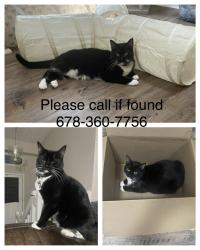 Lost Female Cat last seen Kellogg Creek Rd/Twin Pines, Acworth, GA 30102