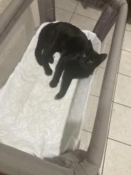 Lost Male Cat last seen Cradleroak Dr ,amity ln , Dallas, TX 75217