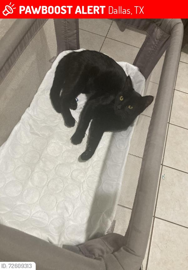 Lost Male Cat last seen Cradleroak Dr ,amity ln , Dallas, TX 75217