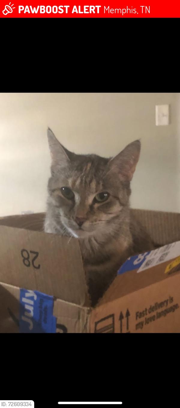 Lost Female Cat last seen Amberly Village Drive, Memphis, TN 38018