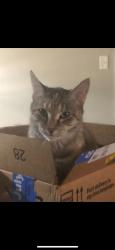 Lost Female Cat last seen Amberly Village Drive, Memphis, TN 38018