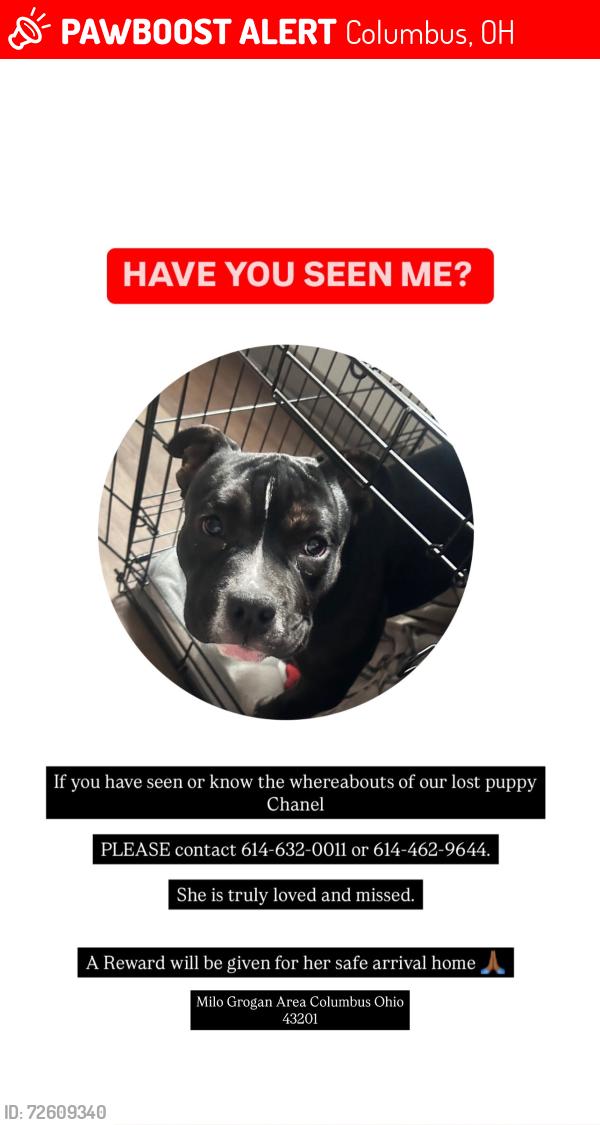 Lost Female Dog last seen Olmstead Avenue , Columbus, OH 43201