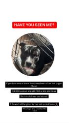 Lost Female Dog last seen Olmstead Avenue , Columbus, OH 43201