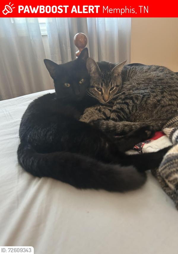 Lost Male Cat last seen Hampton Court and Gerald Ford off Rockcreek Parkway Cordova TN, Memphis, TN 38016