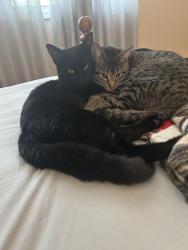 Lost Male Cat last seen Hampton Court and Gerald Ford off Rockcreek Parkway Cordova TN, Memphis, TN 38016
