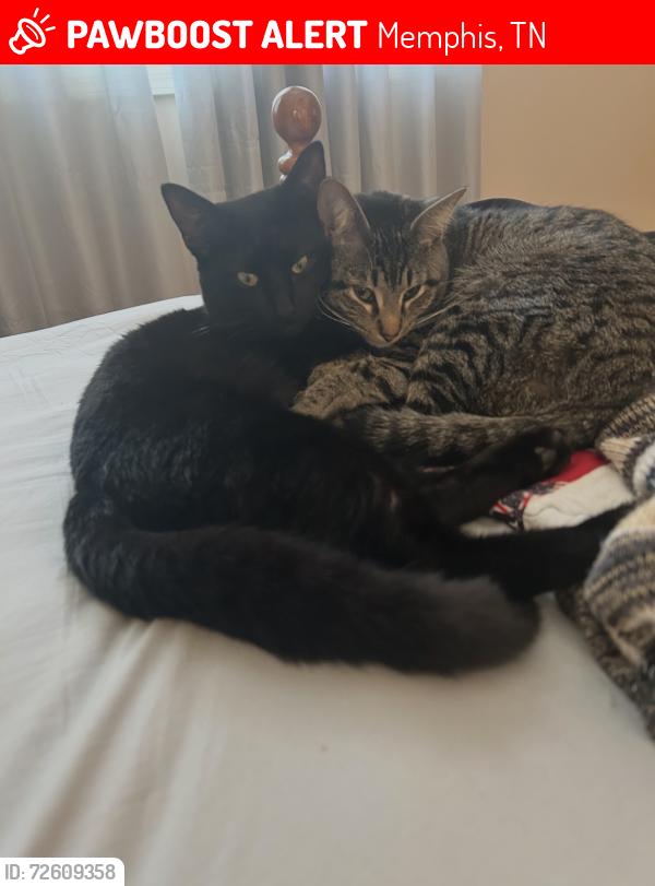 Lost Male Cat last seen Hampton Court and Gerald Ford off Rockcreek Pkway Cordova, TN, Memphis, TN 38016