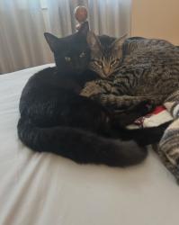 Lost Male Cat last seen Hampton Court and Gerald Ford off Rockcreek Pkway Cordova, TN, Memphis, TN 38016