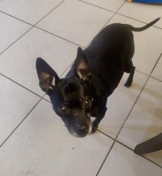 Lost Female Dog last seen Lomas Del Sur Blvd and Loop 20, Laredo, TX 78046