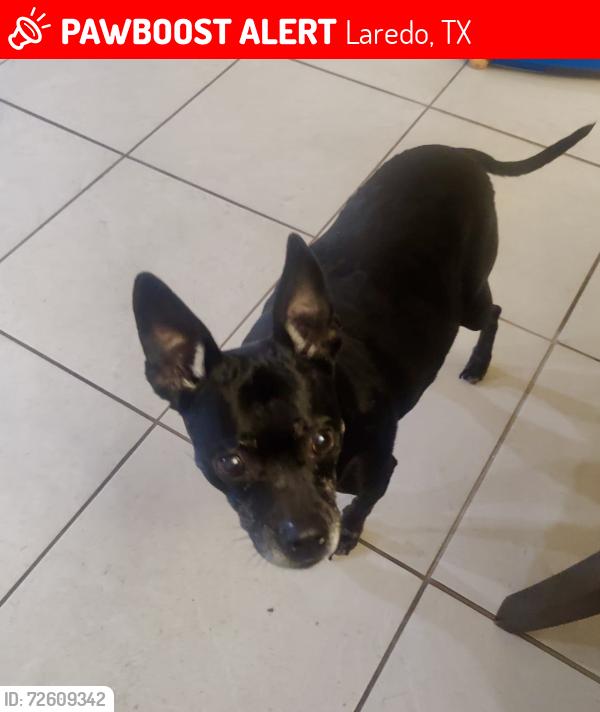 Lost Female Dog last seen Lomas Del Sur Blvd and Loop 20, Laredo, TX 78046