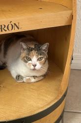 Lost Female Cat last seen Hypoluxo rd and Adonis Dr , Greenacres, FL 33463