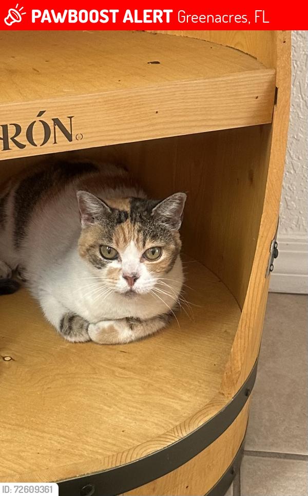 Lost Female Cat last seen Hypoluxo rd and Adonis Dr , Greenacres, FL 33463