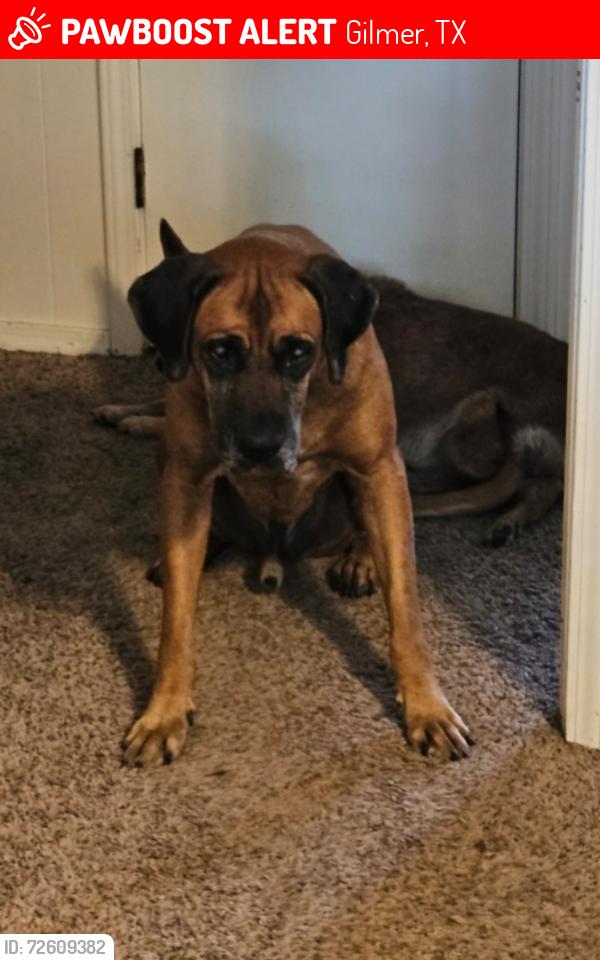 Lost Male Dog last seen Sumac Rd, Gilmer, TX 75644