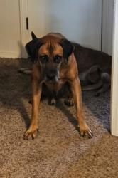 Lost Male Dog last seen Sumac Rd, Gilmer, TX 75644