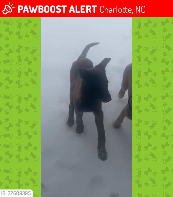 Lost Male Dog last seen Sanibel and Olivet drive, Charlotte, NC 28227