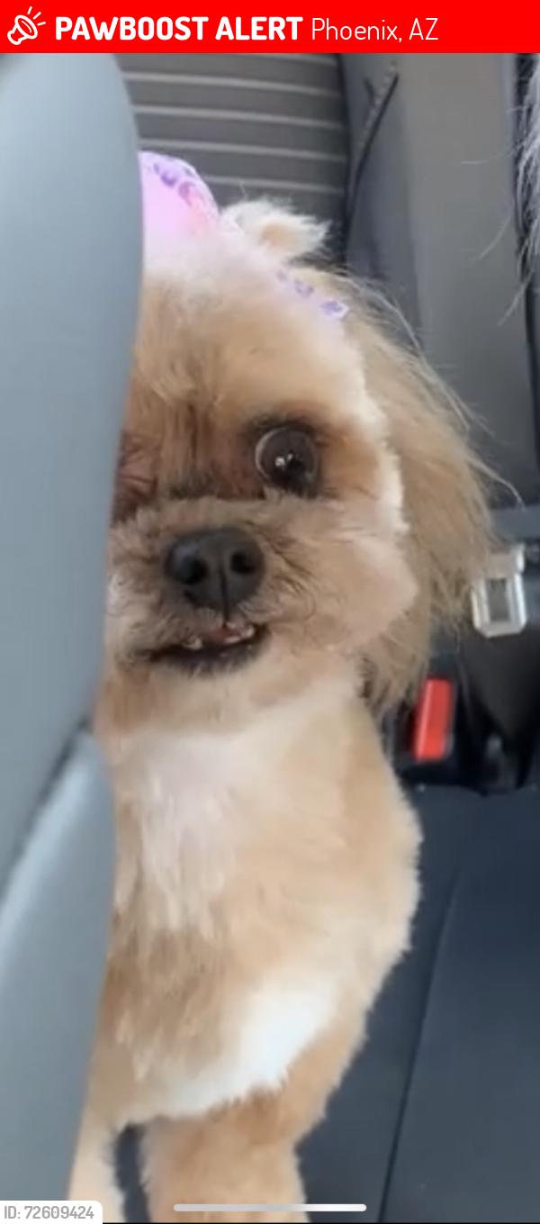 Lost Female Dog last seen starlight park, Phoenix, AZ 85033