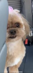 Lost Female Dog last seen starlight park, Phoenix, AZ 85033