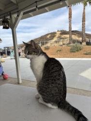 Lost Male Cat last seen La Serena, Calle Medusa, Via Norte, Temecula, CA 92591