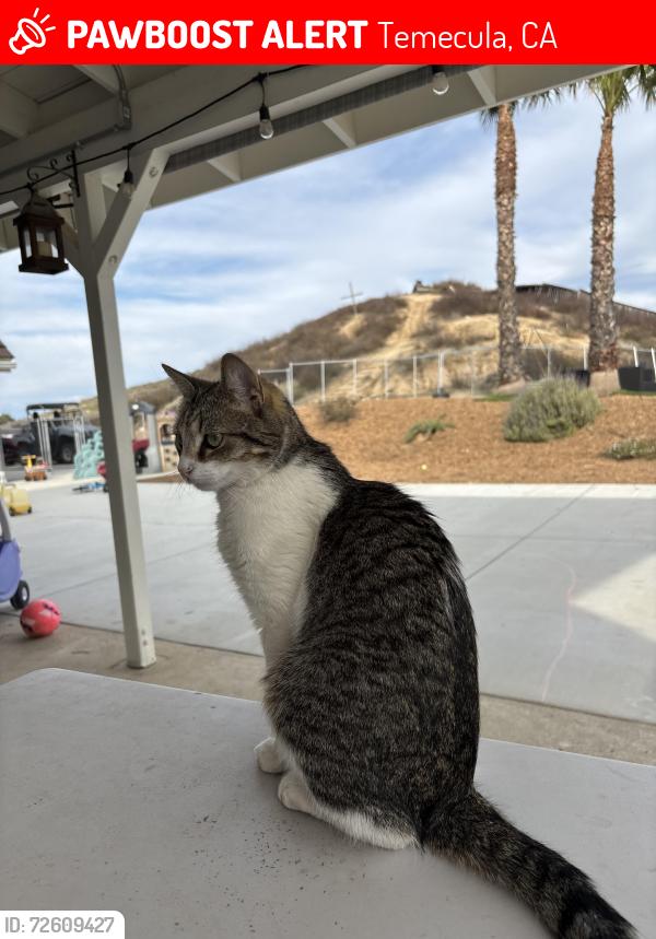 Lost Male Cat last seen La Serena, Calle Medusa, Via Norte, Temecula, CA 92591