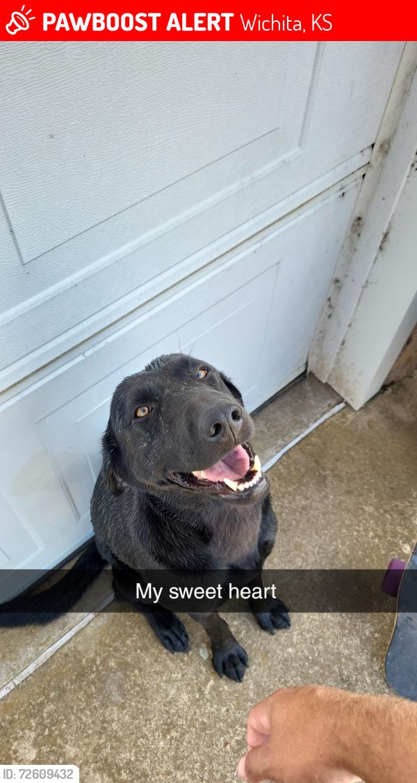 Lost Female Dog last seen South 34th and Seneca , Wichita, KS 67217