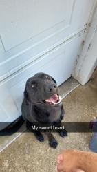Lost Female Dog last seen South 34th and Seneca , Wichita, KS 67217