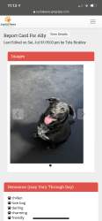 Lost Female Dog last seen Ashlan Avenue, Tollhouse, CA 93667