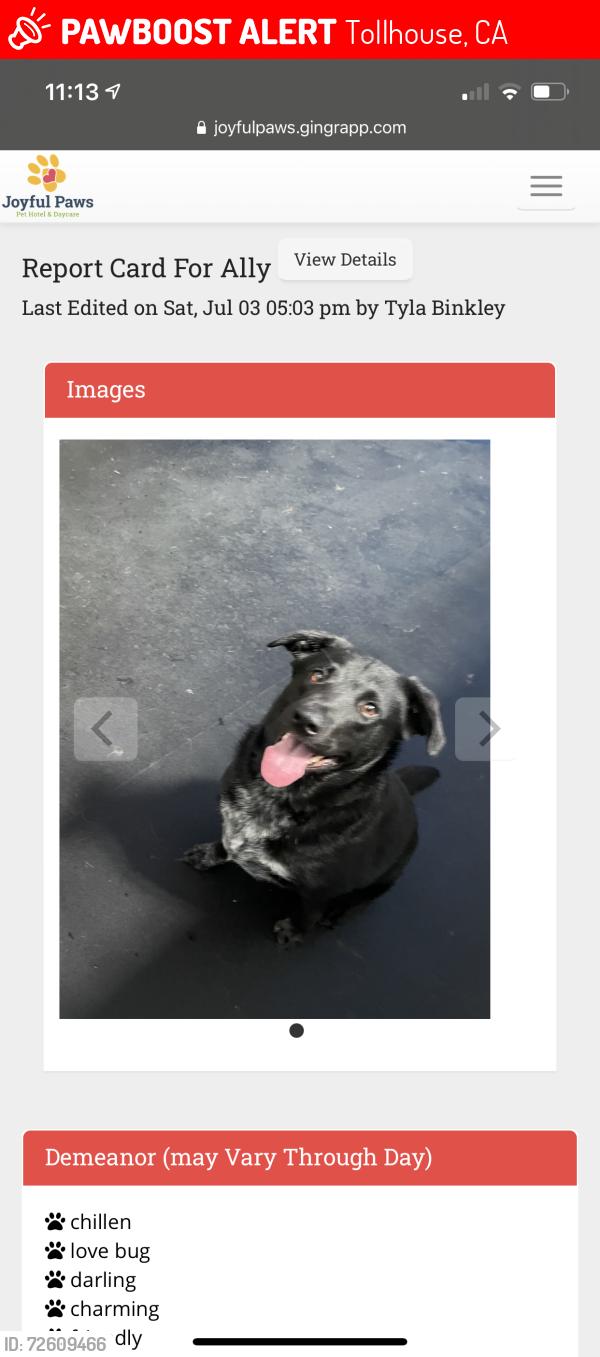 Lost Female Dog last seen Ashlan Avenue, Tollhouse, CA 93667