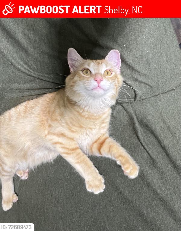 Lost Male Cat last seen Near Webb road , Shelby, NC 28152