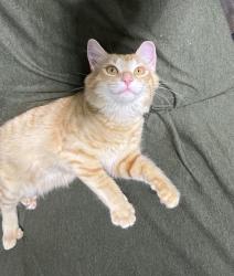 Lost Male Cat last seen Near Webb road , Shelby, NC 28152